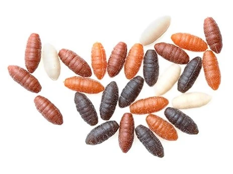 Drennan Buoyant Maggot 5 Drennan Buoyant Maggot - Afbeelding 3